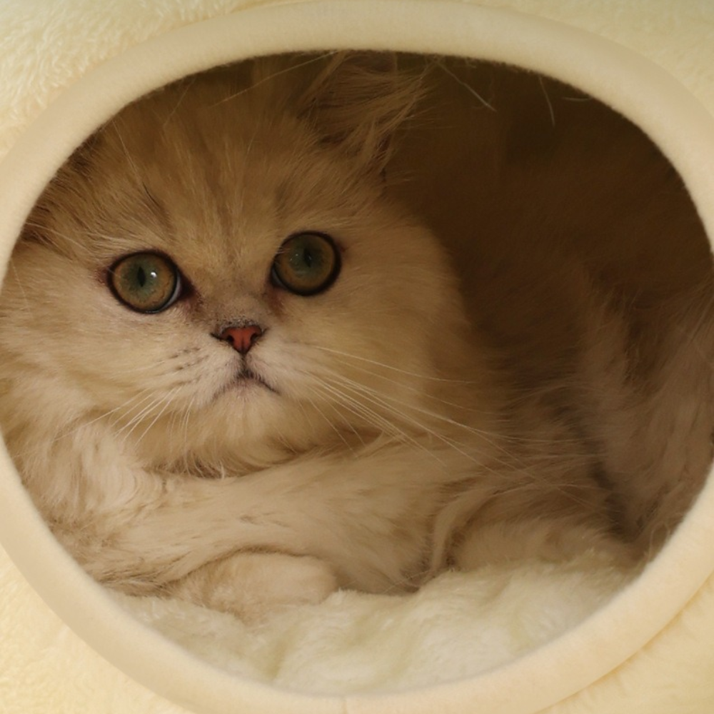 Frog Design FluffyWarm Cat Bed