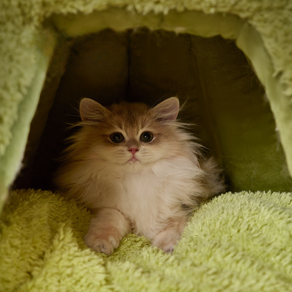 Cozy House with Removable Cushion & Non-Slip Bottom Cat Bed