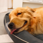 Waterproof Anti-Slip Chew-Resistant Cooling Dog Bed