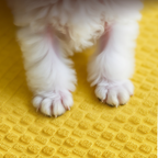 Memory Foam Thickened Orthopedic, Warm & Comfortable Dog Bed